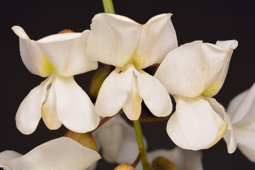Flores.