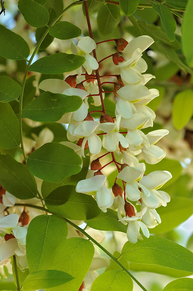 Hojas e inflorescencia.