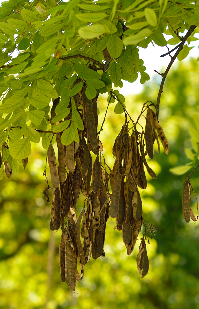 Frutos maduros.