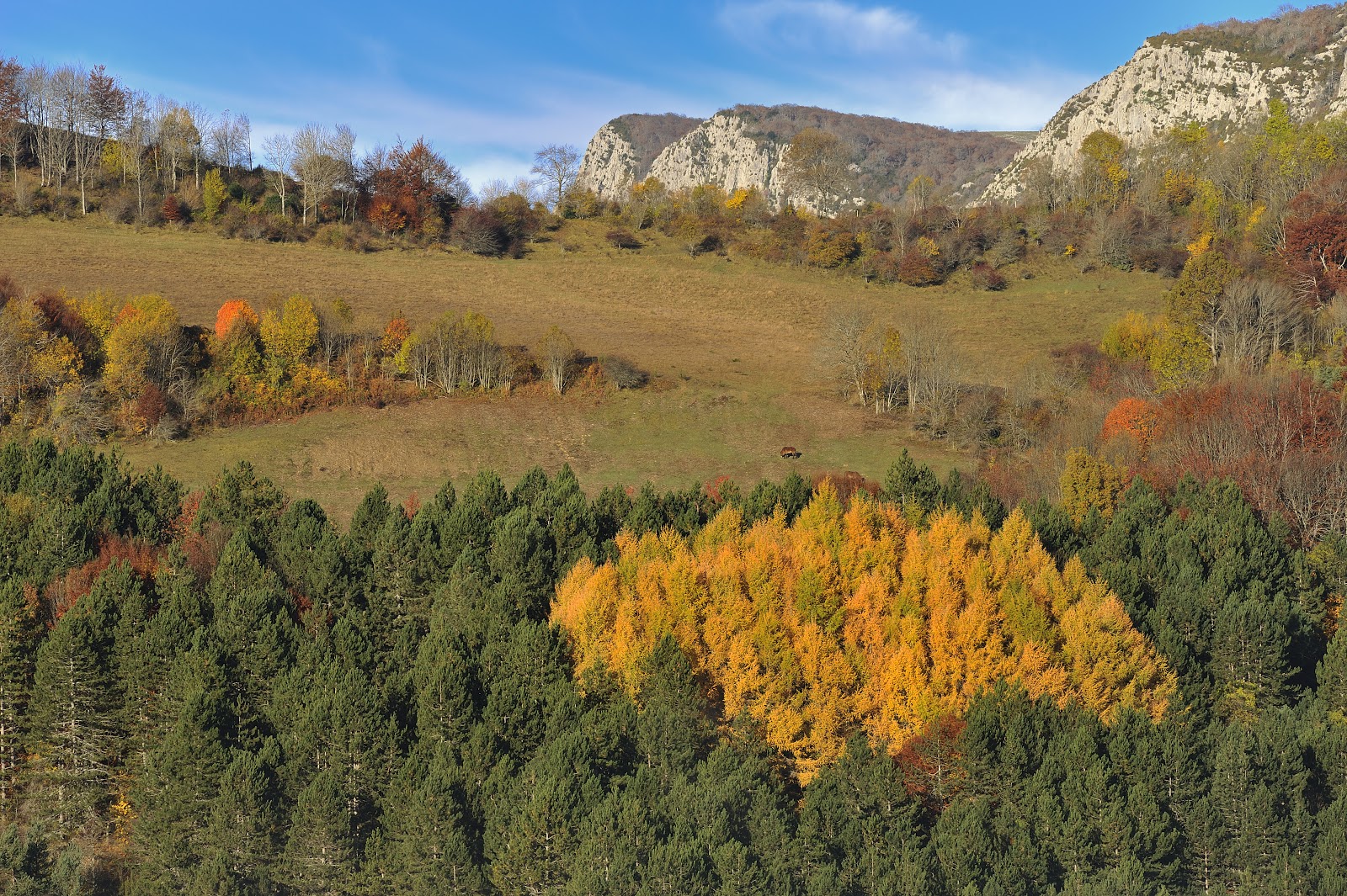 Plantación de alerces en el Pirineo navarro