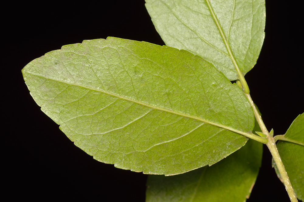 Envés de la hoja.