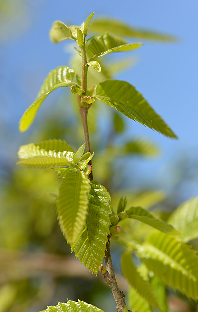 Brote primaveral.