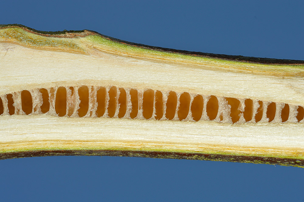 Médula tabicada de las ramillas.