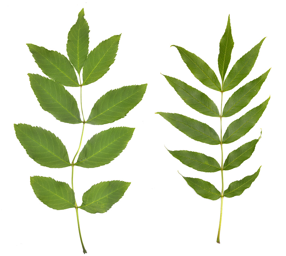 Variabilidad foliar. Ambas hojas proceden del mismo ejemplar.
