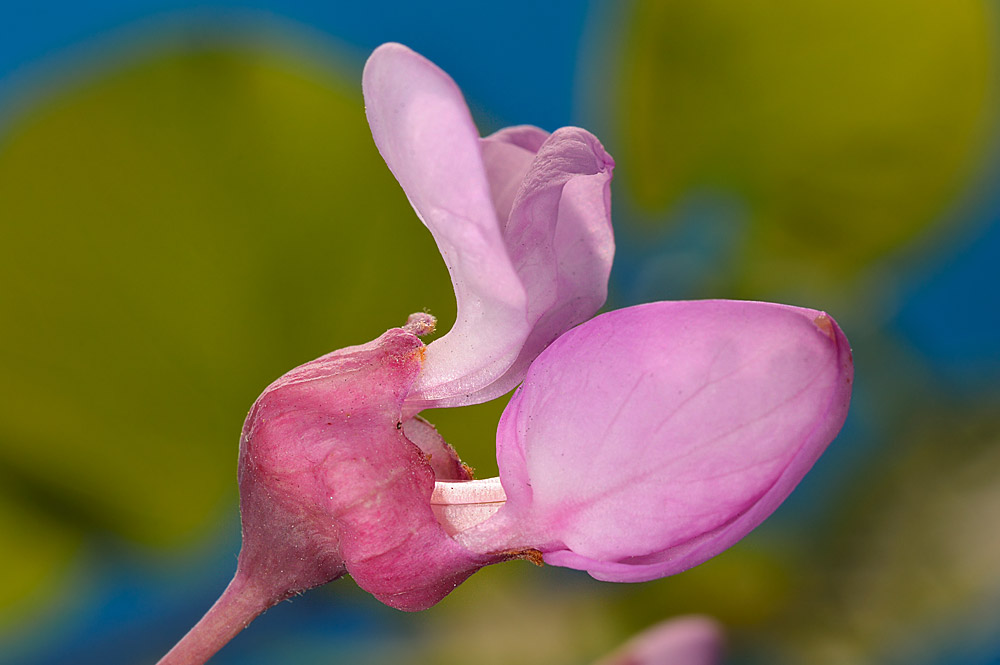 Flor.
