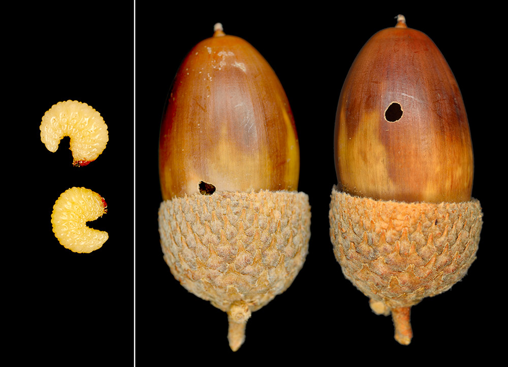 Daños en las bellotas producidos por larvas de escarabajos curculiónidos (gorgojos) y las larvas (a diferente escala).