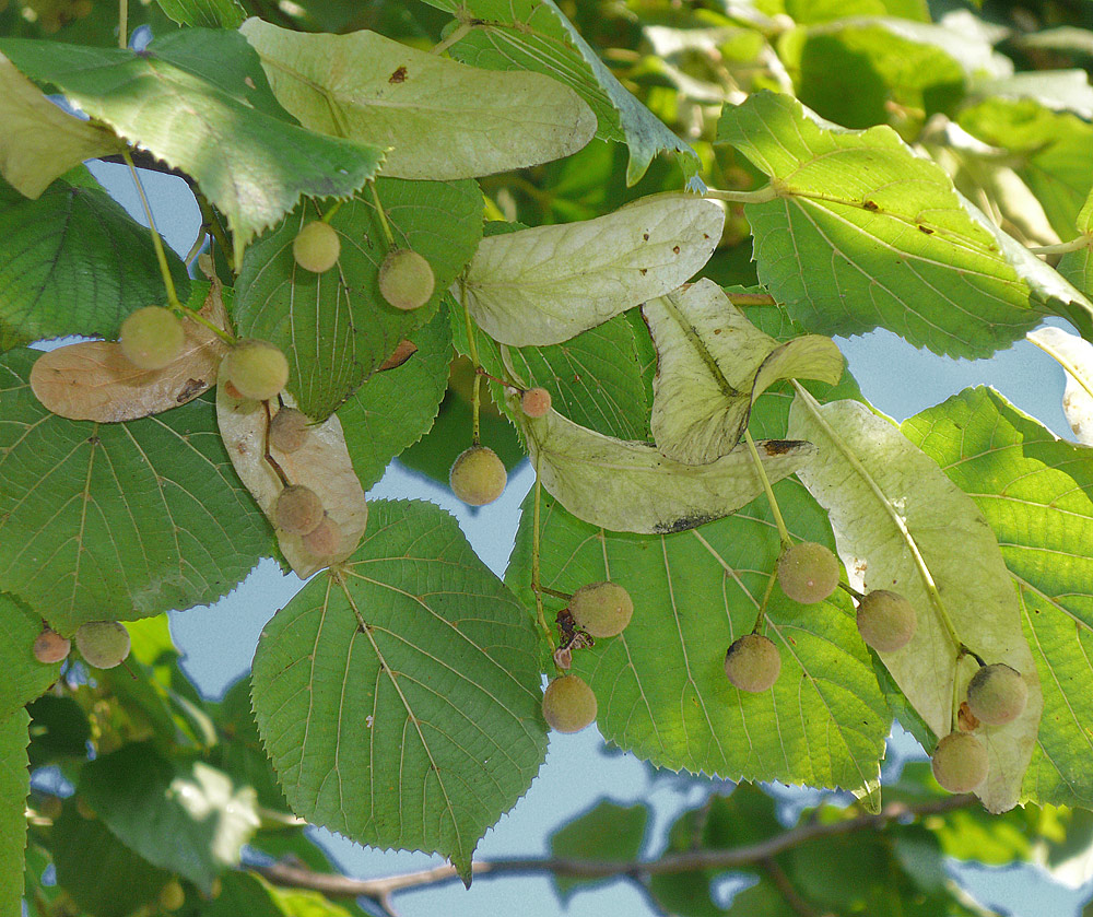 Aspecto de los frutos, brácteas y hojas