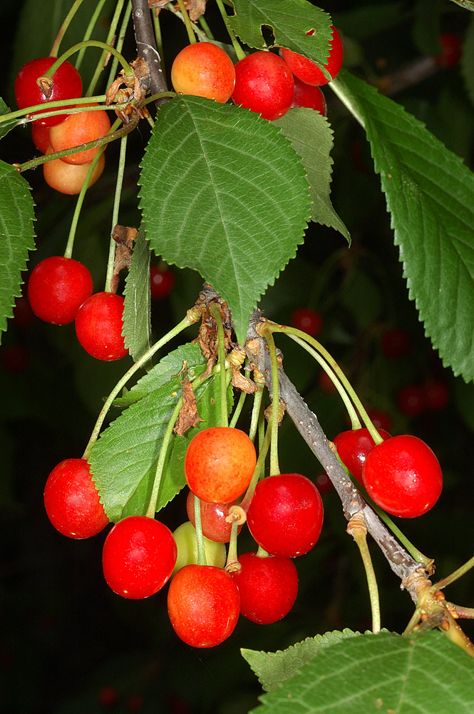 Detalle de los frutos sujetos por largos pedúnculos