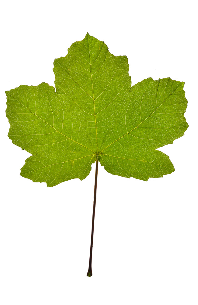 Hoja.