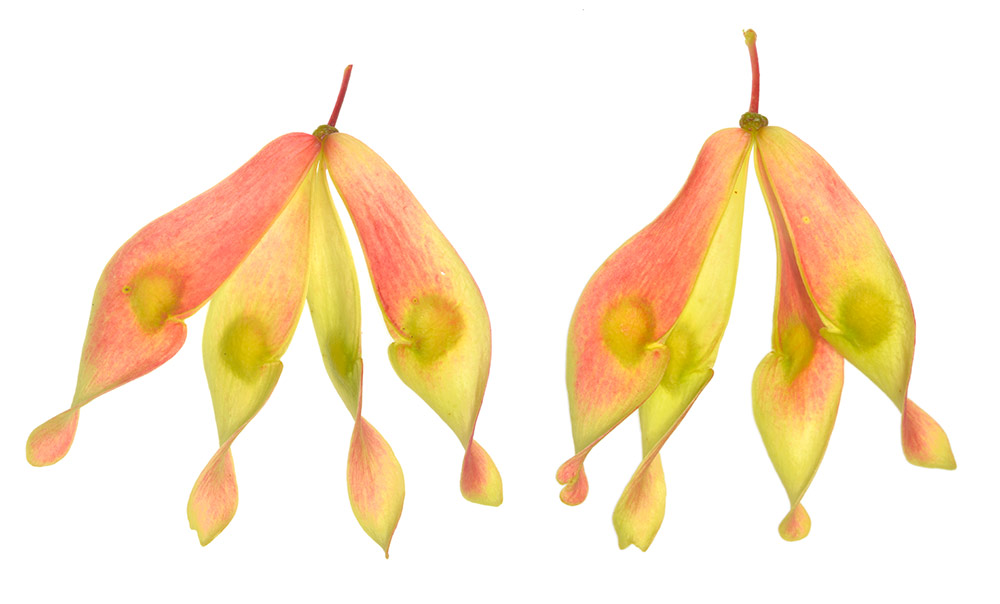 Frutos.