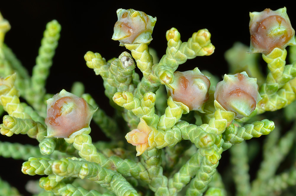 Inflorescencias femeninas