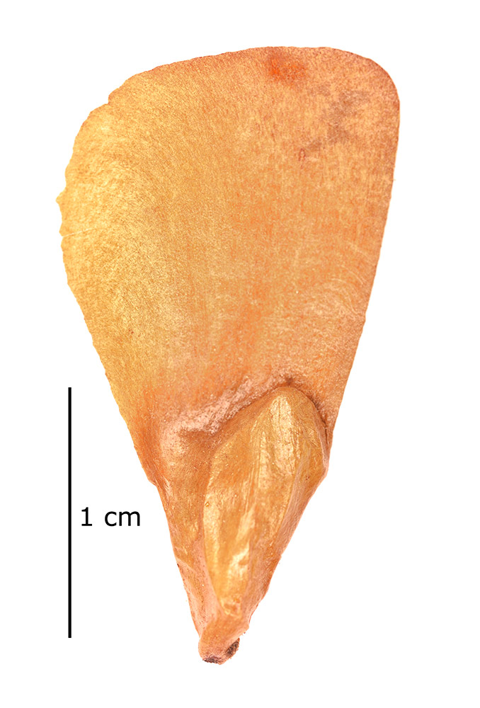 Semilla alada.