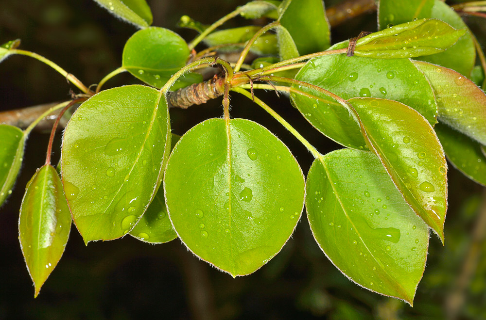 Pyrus communis. Hojas.