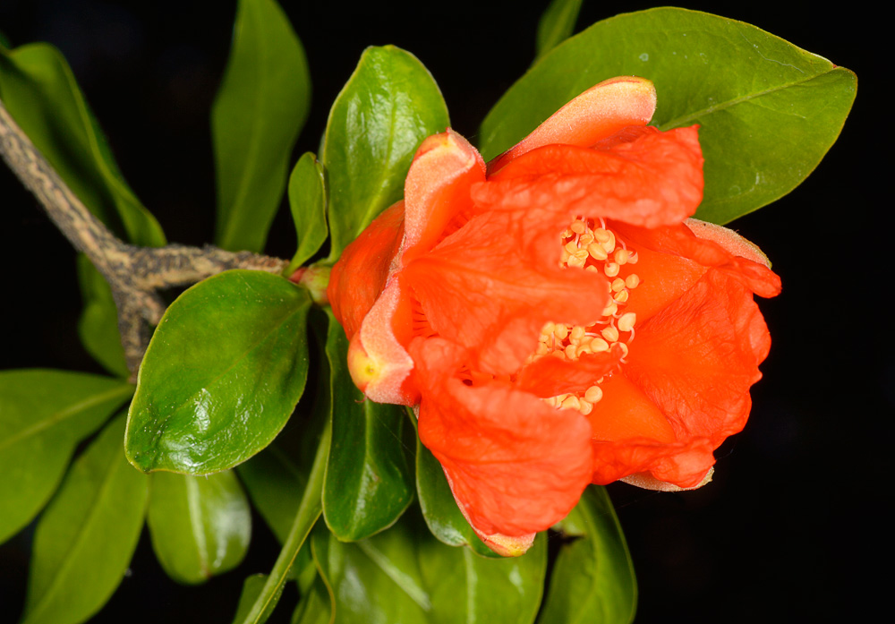 Flor.