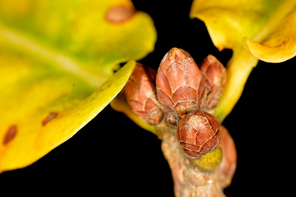 Detalle de las yemas rojizas