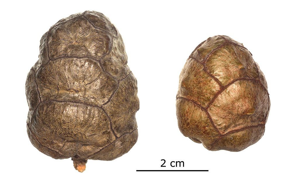 Piñas leñosas.