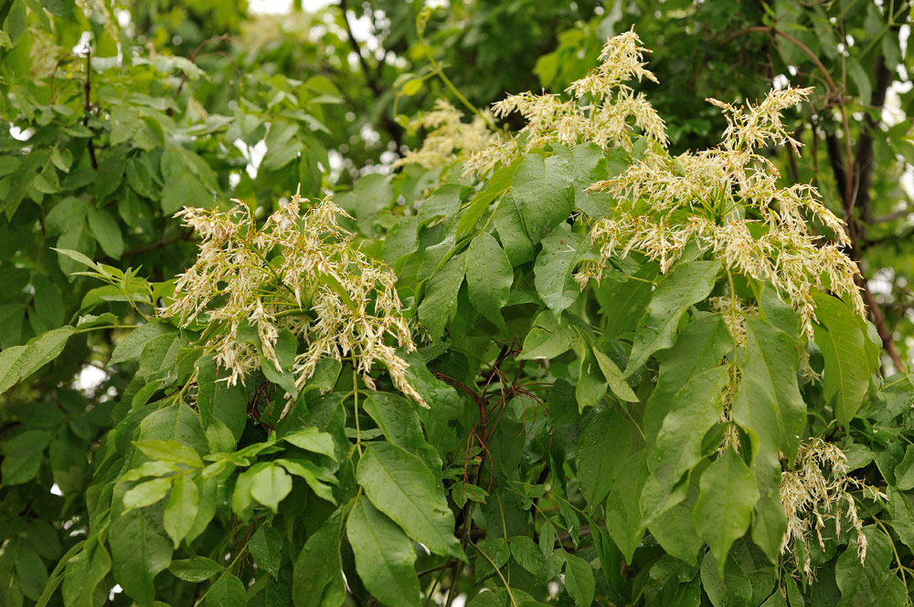 Hojas compuestas y flores