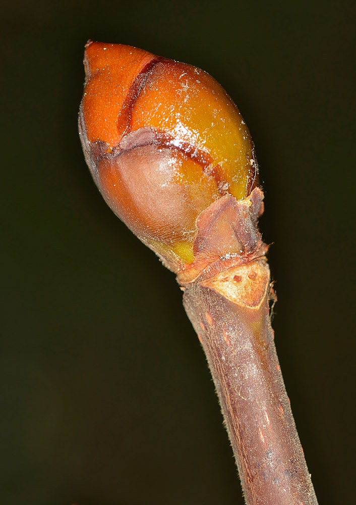 Yema apical.