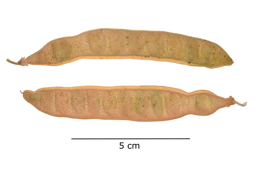 Legumbres maduras.