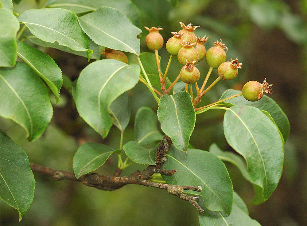 Hojas y frutos
