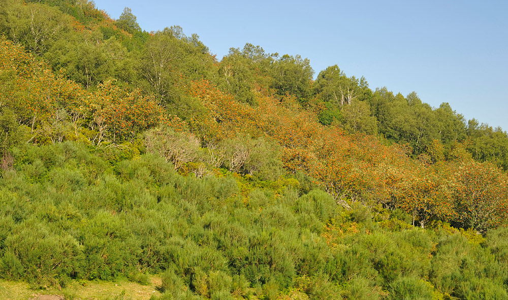Rodal de ejemplares en fruto