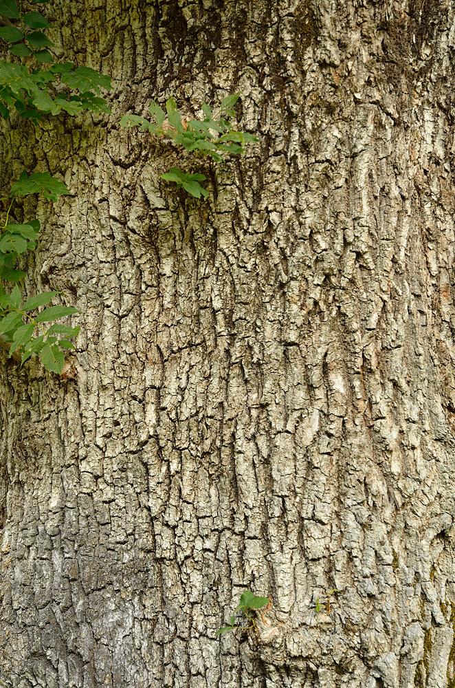 Detalle de la corteza agrietada