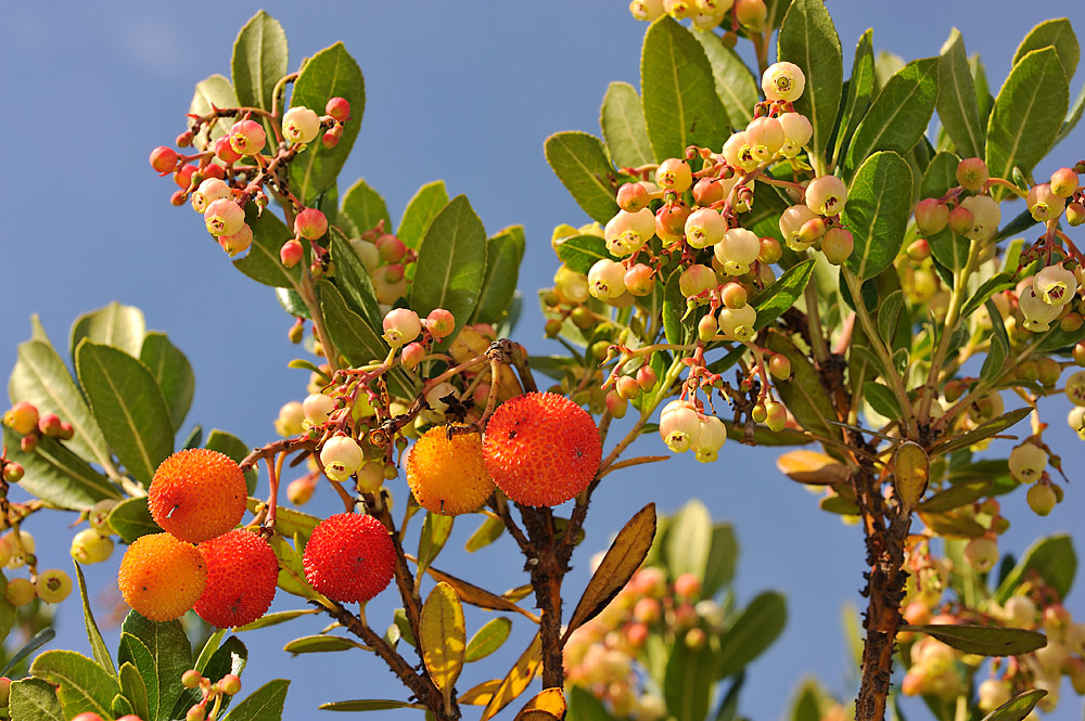 Floración estival coetánea con los frutos maduros