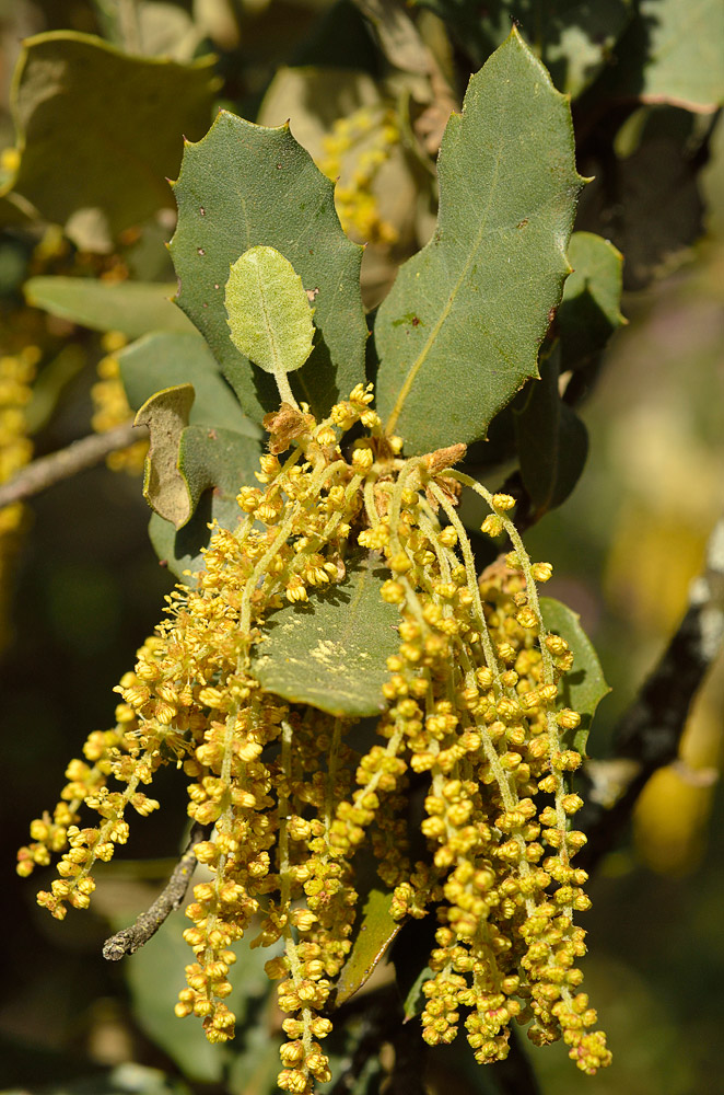 Inflorescencias masculinas.