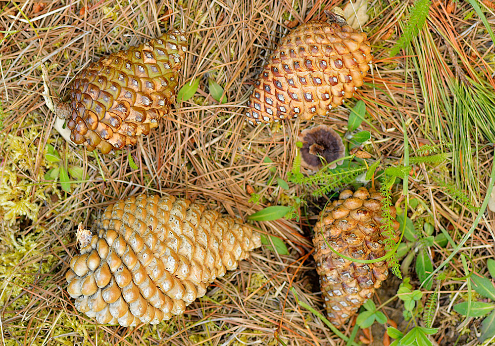 Piñas.