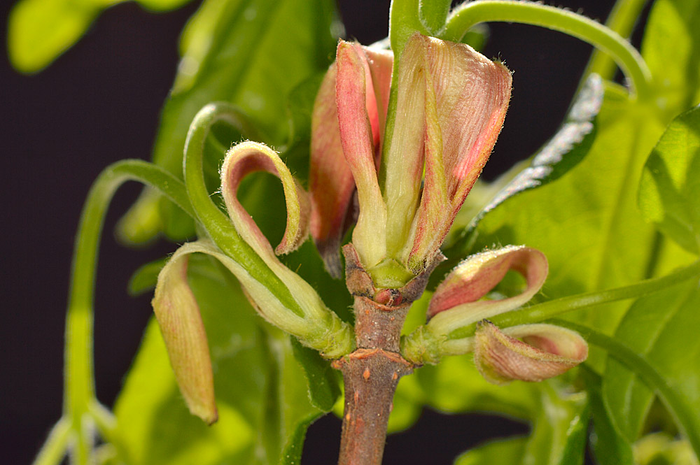 Acer campesre. Yemas brotadas.