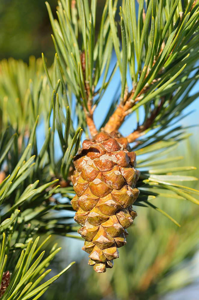 Piña