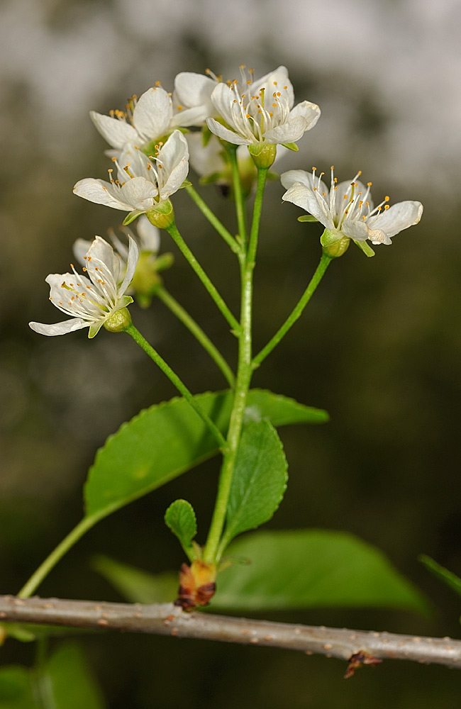 Inflorescencia, con flores provistas de largos pedicelos.