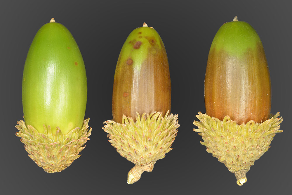 Bellotas.