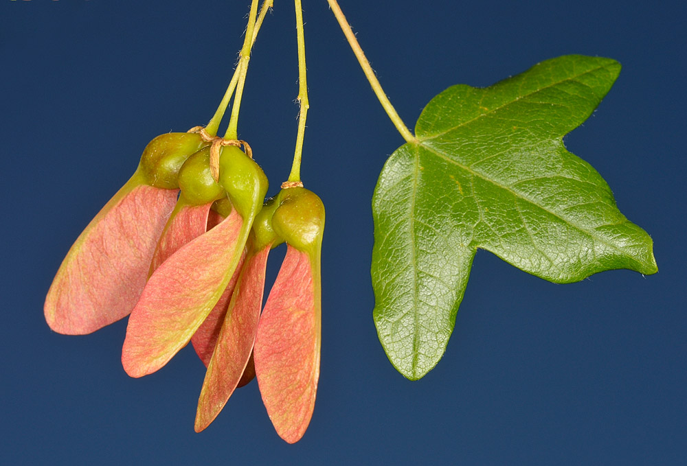 Acer monspessulanum. Hoja y frutos.