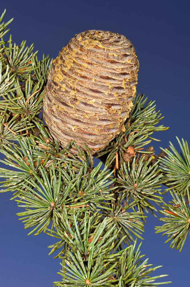 Cedrus atlantica. Acículas y piña.