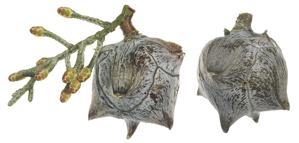 Piñas y ramilla con flores masculinas.