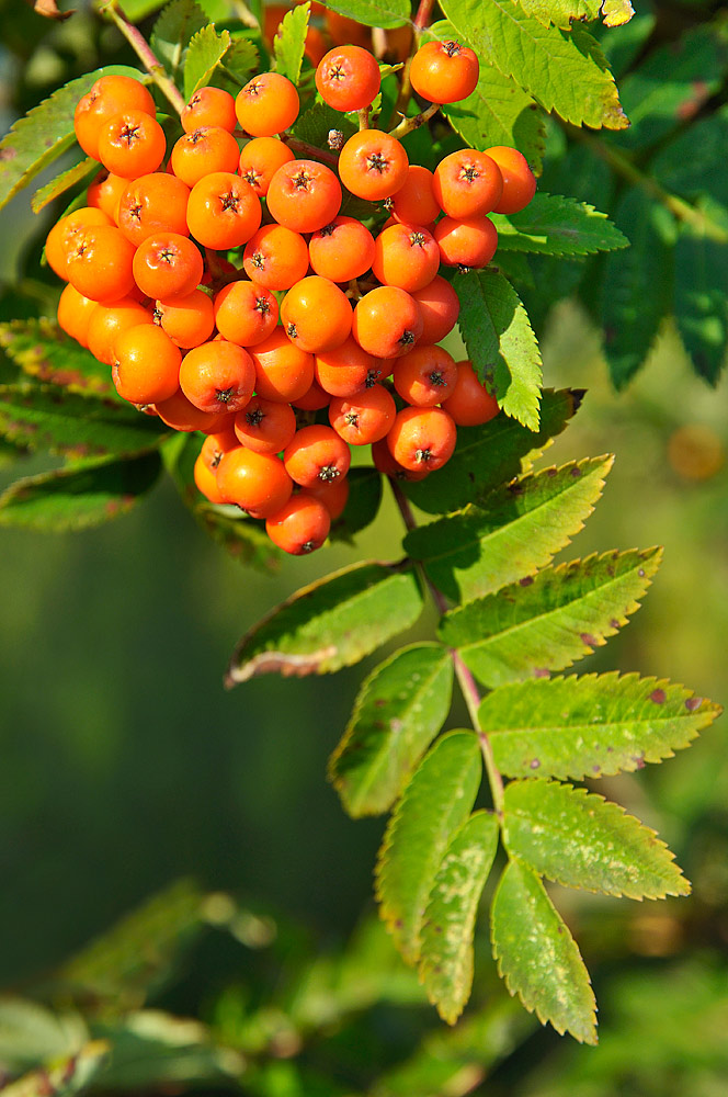 Hoja y frutos