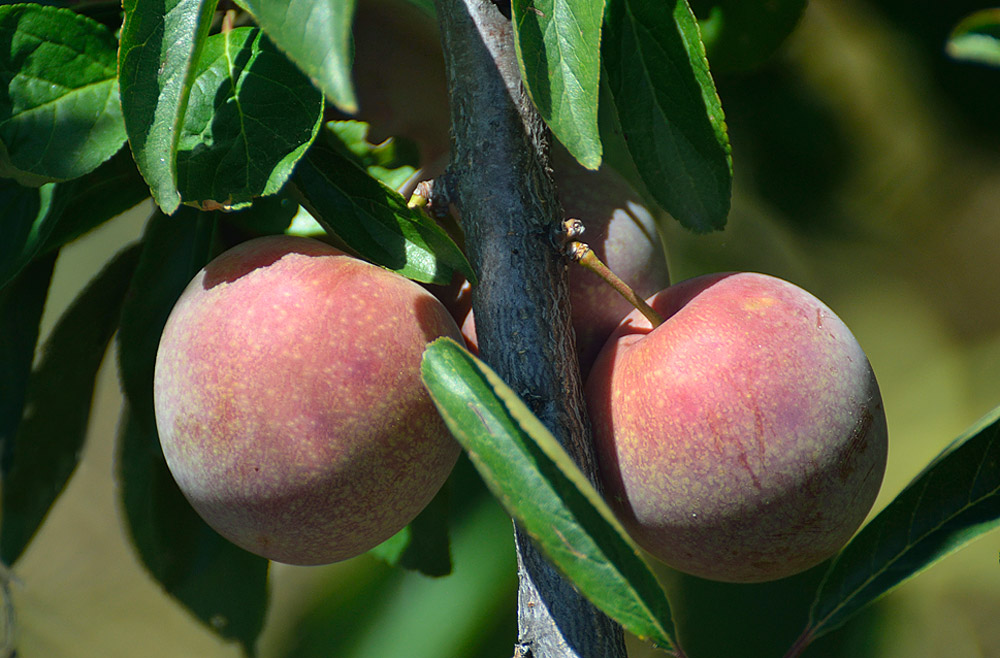 Frutos en proceso de maduración