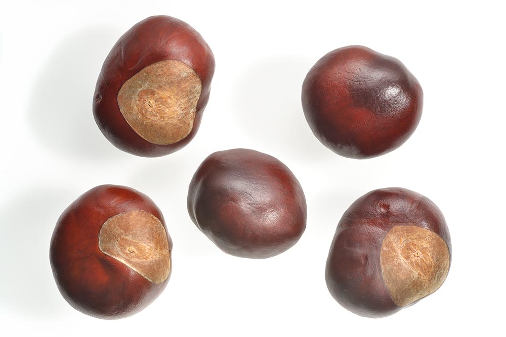 Semillas (castañas locas o pilongas).