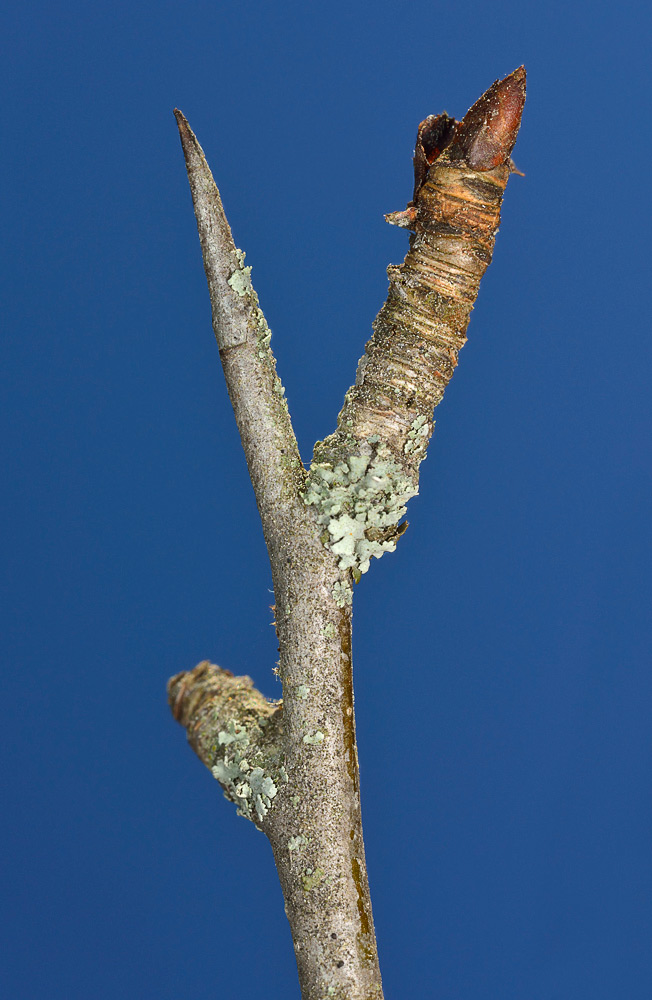 Pyrus cordata. Rama espinosa.
