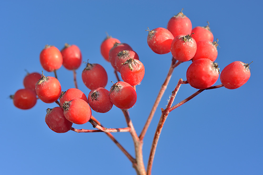 Frutos.