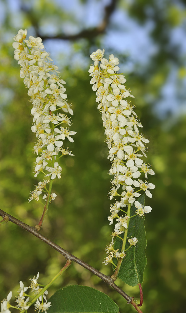 Aspecto de las inflorescencias
