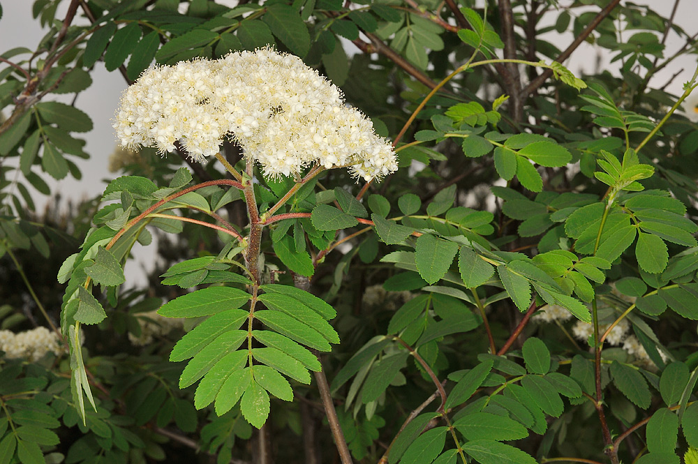 Hojas e inflorescencia