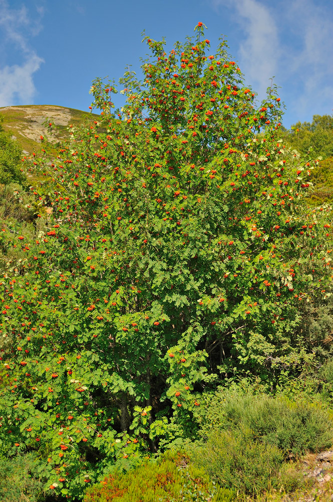 Árbol con frutos