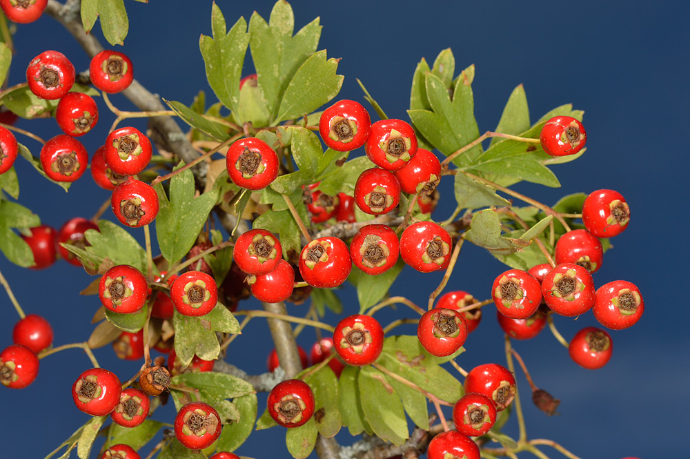 Frutos