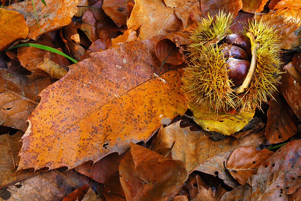 Hojas y "erizo" con frutos, en otoño.