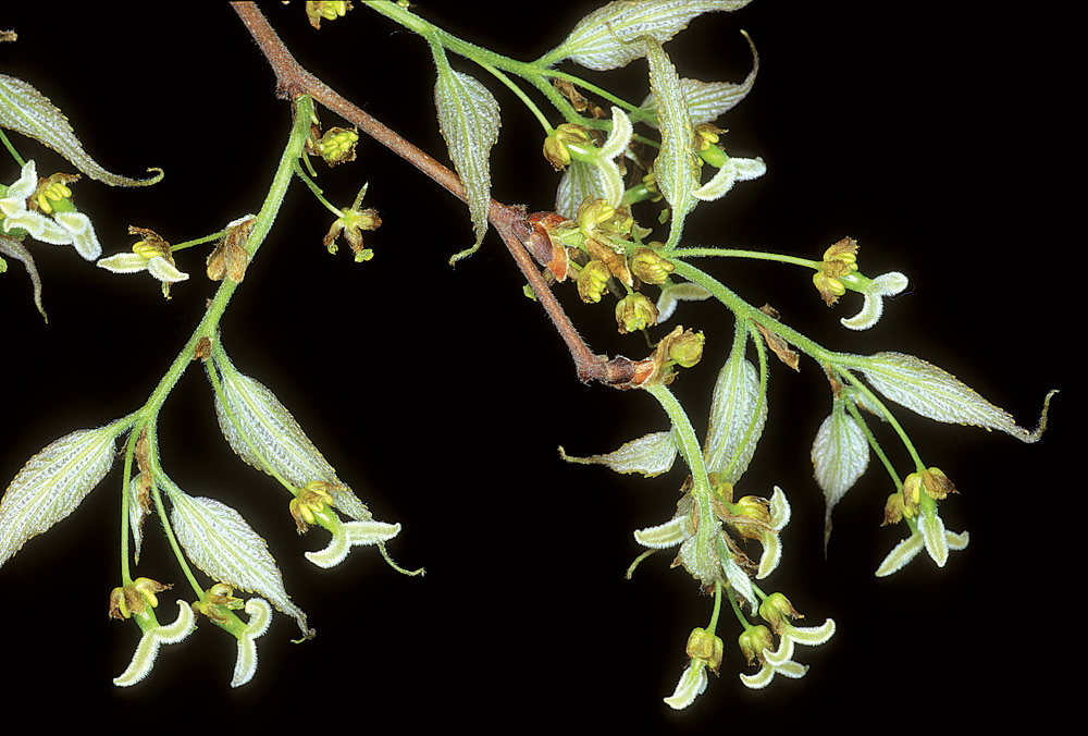 Hojas juveniles e inflorescencias