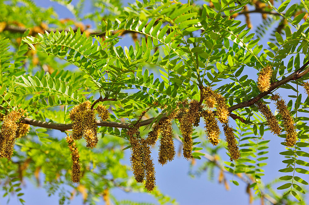 Inflorescencias masculinas y hojas compuestas paripinnadas