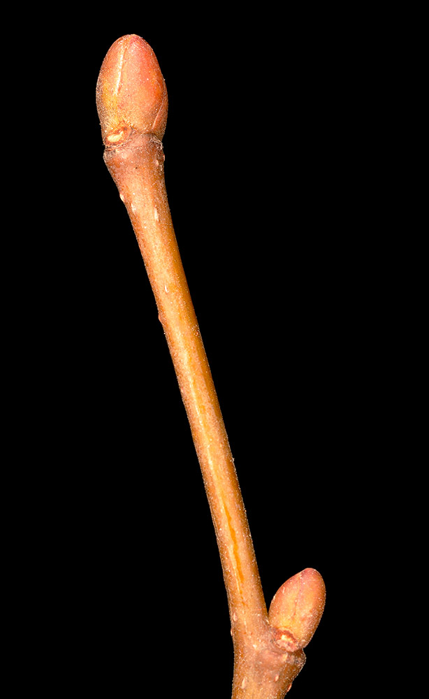 Yemas y ramilla de corteza glabra.