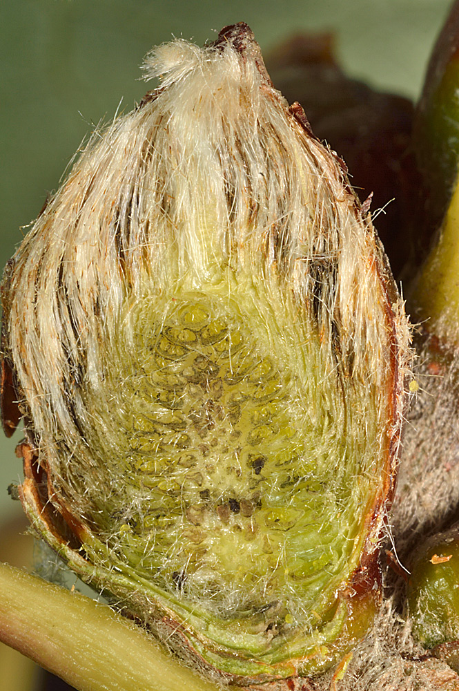 Sección de una yema floral.